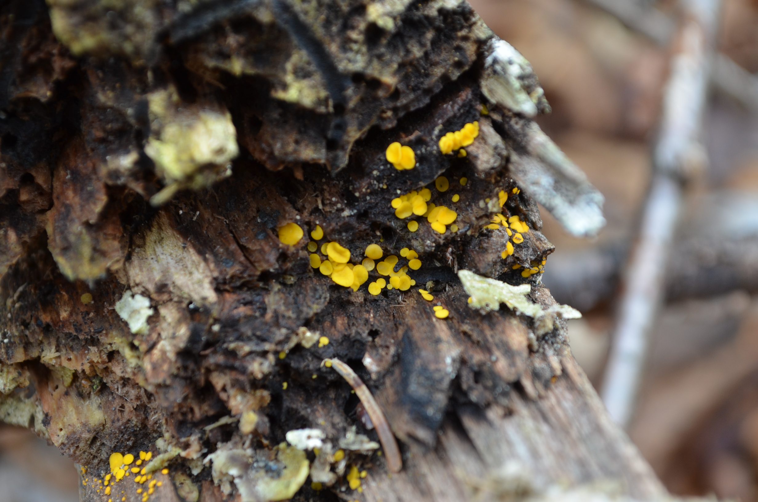 Lemon Disk Fungi