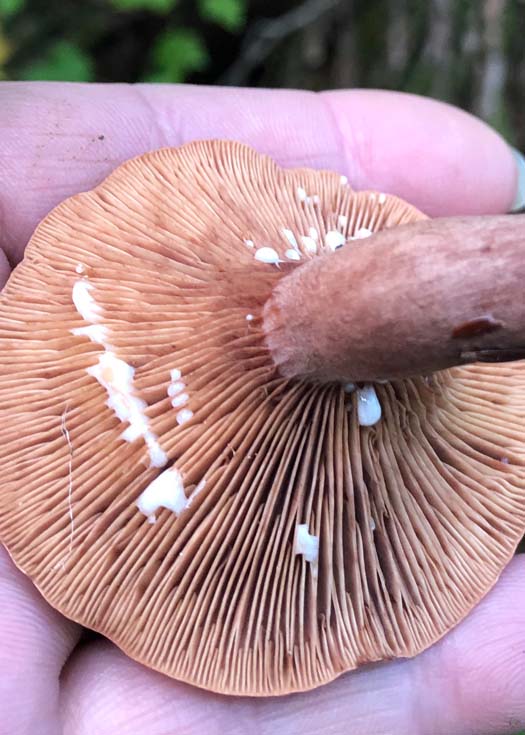 milky cap mushroom