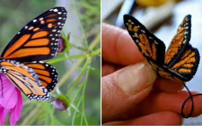 The Difference Between Moths and Butterflies
